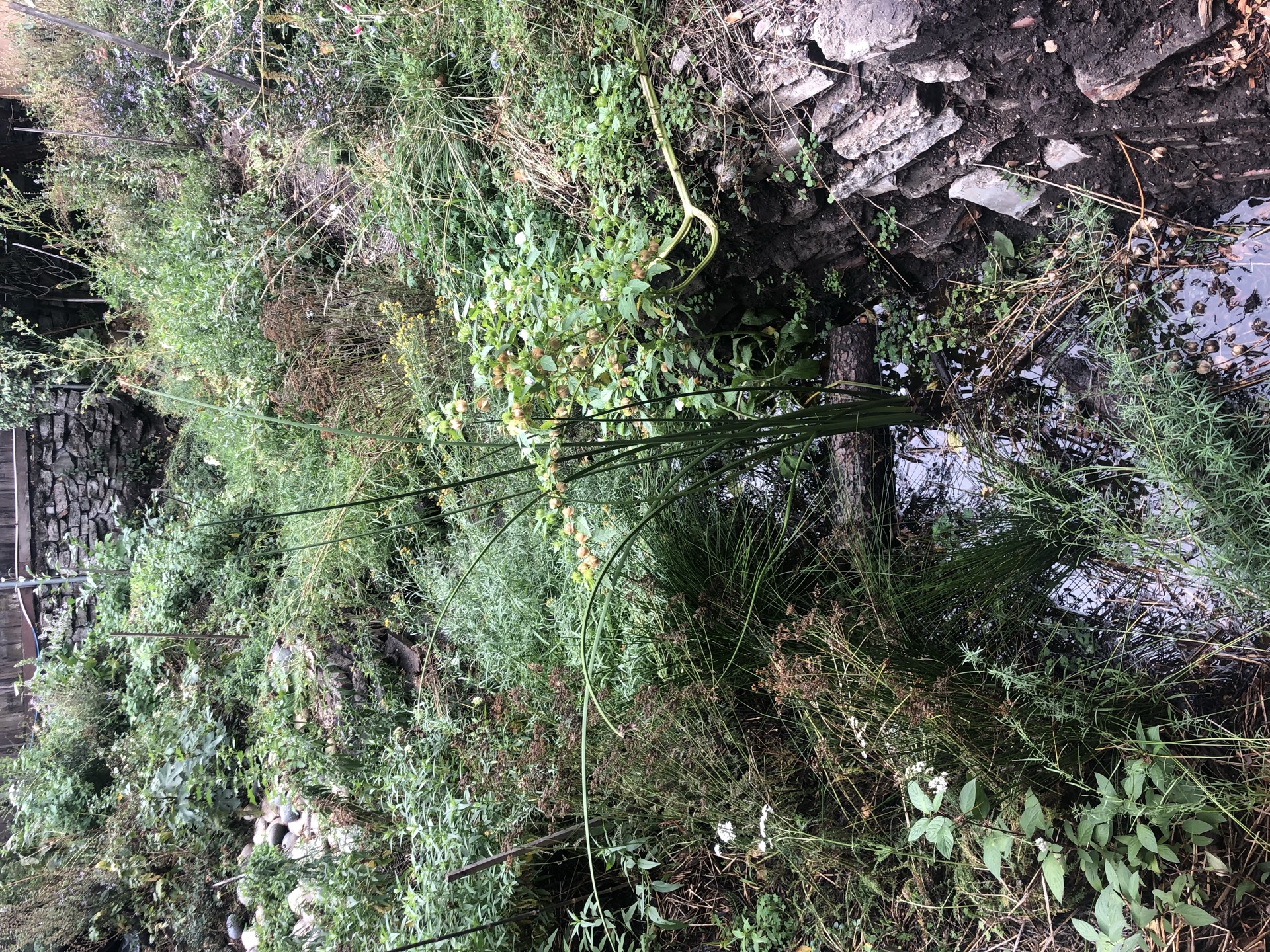 Riparian planting along Canticle Creek