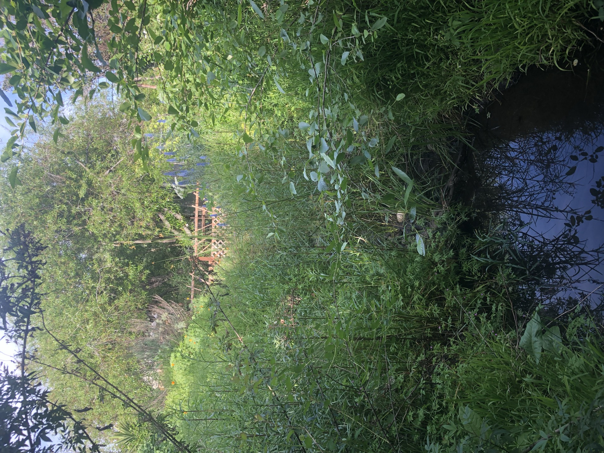 Canticle Creek after restoration