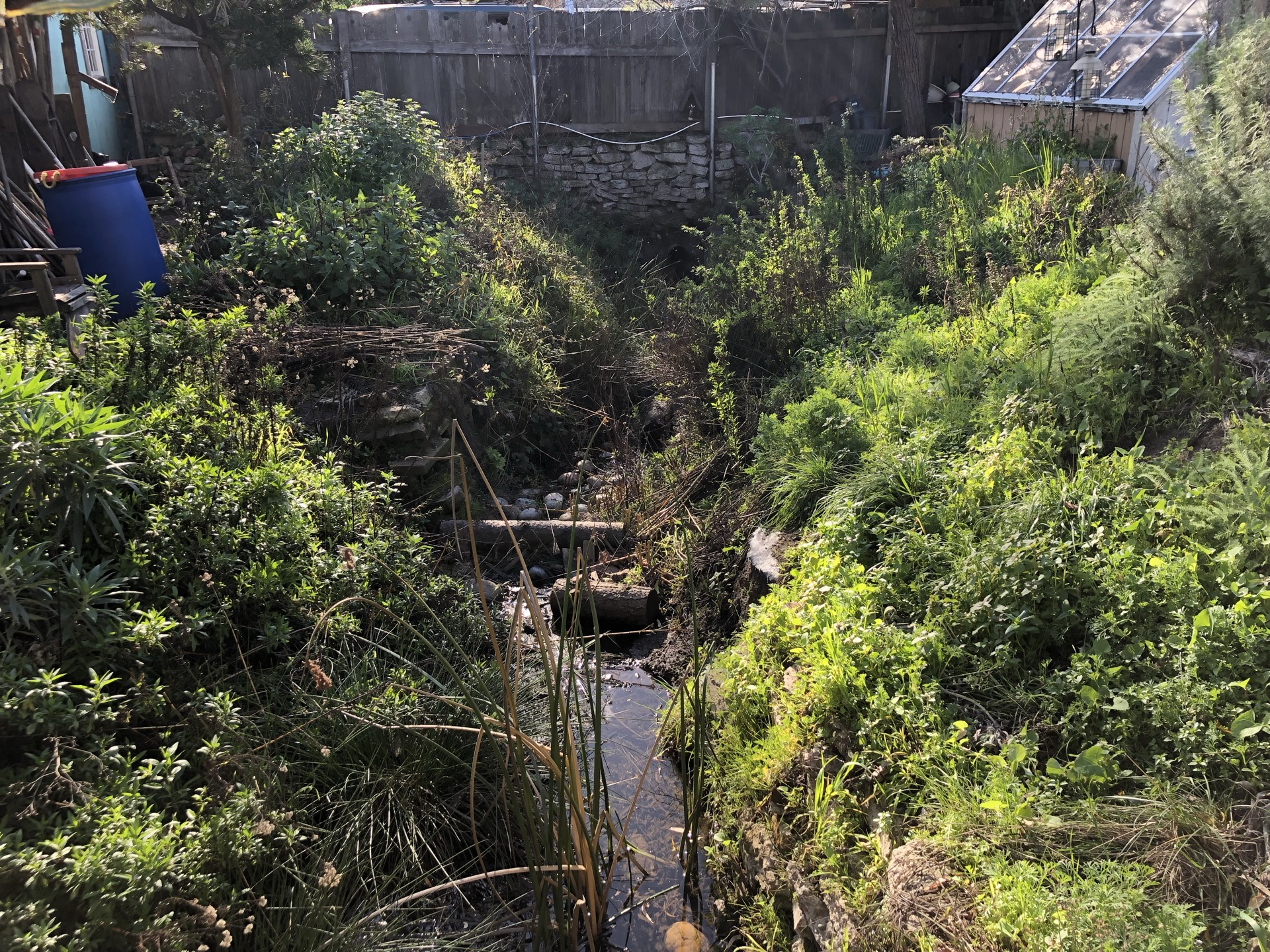 Restored Canticle Creek riparian corridor
