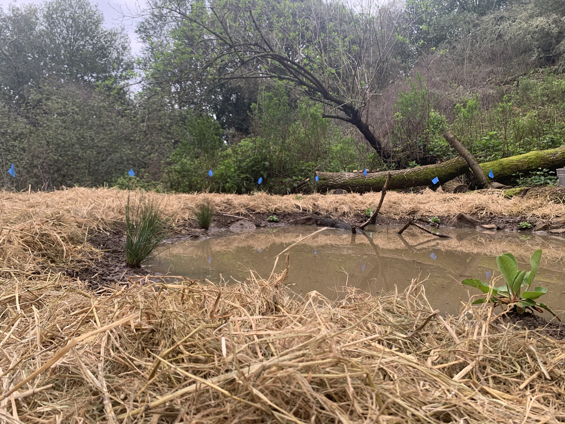Restored habitat pond with mulched banks and native plantings